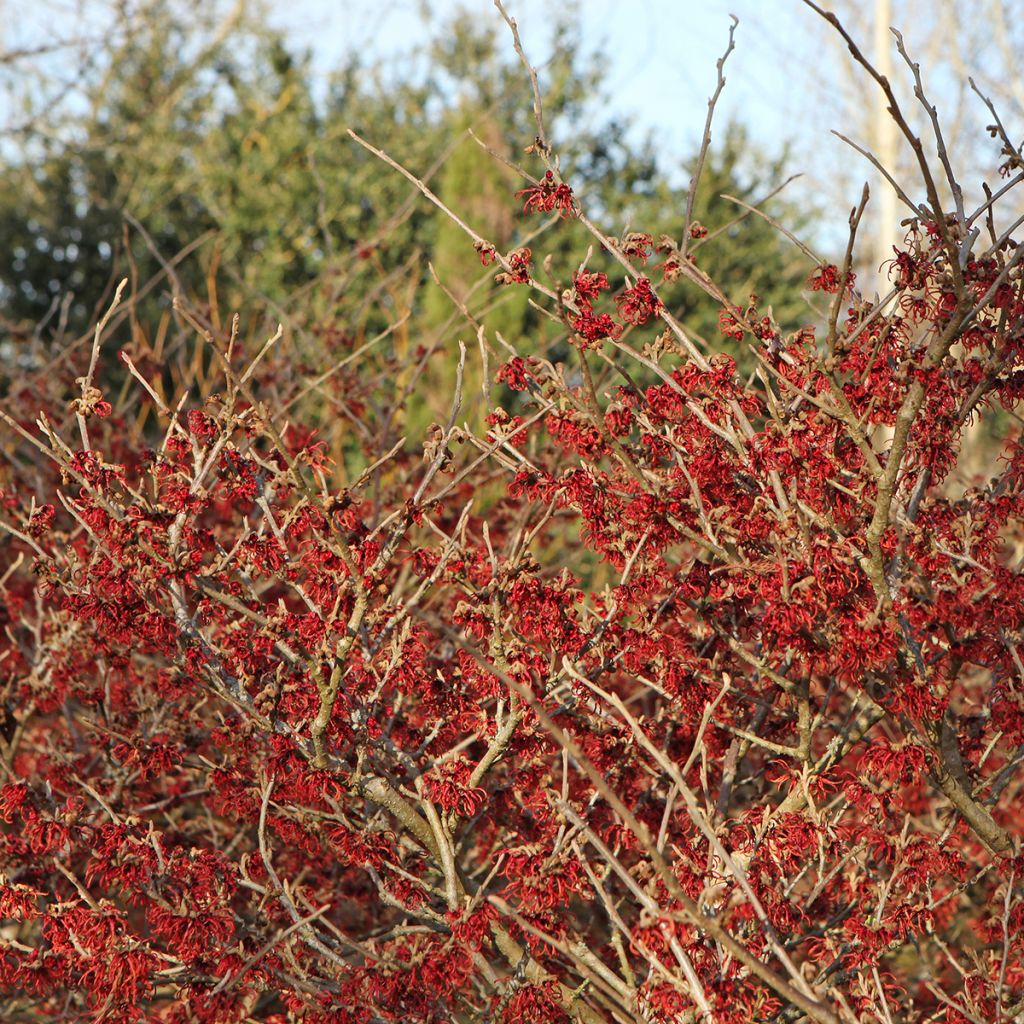 Hamamelis intermedia Rubin