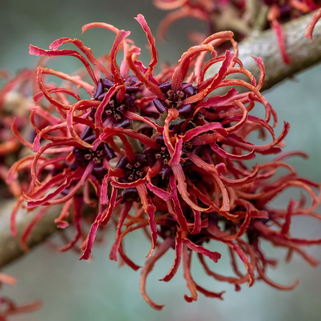 Hamamelis intermedia Rubin