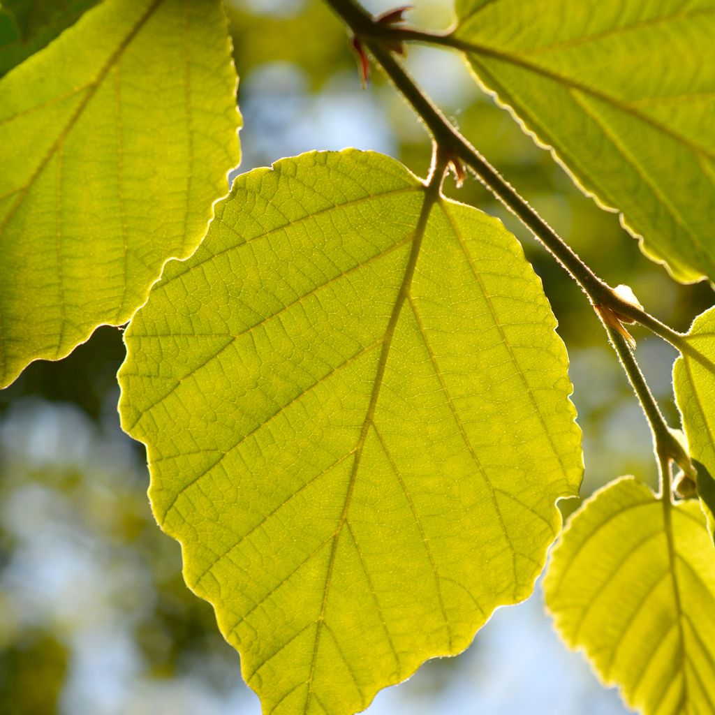 Hamamelis japonica Zuccariniana - Avellano mágico