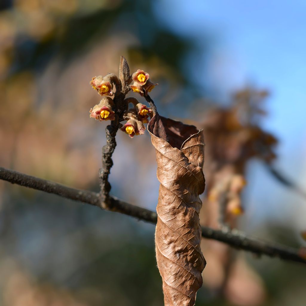 Hamamelis japonica Zuccariniana - Avellano mágico