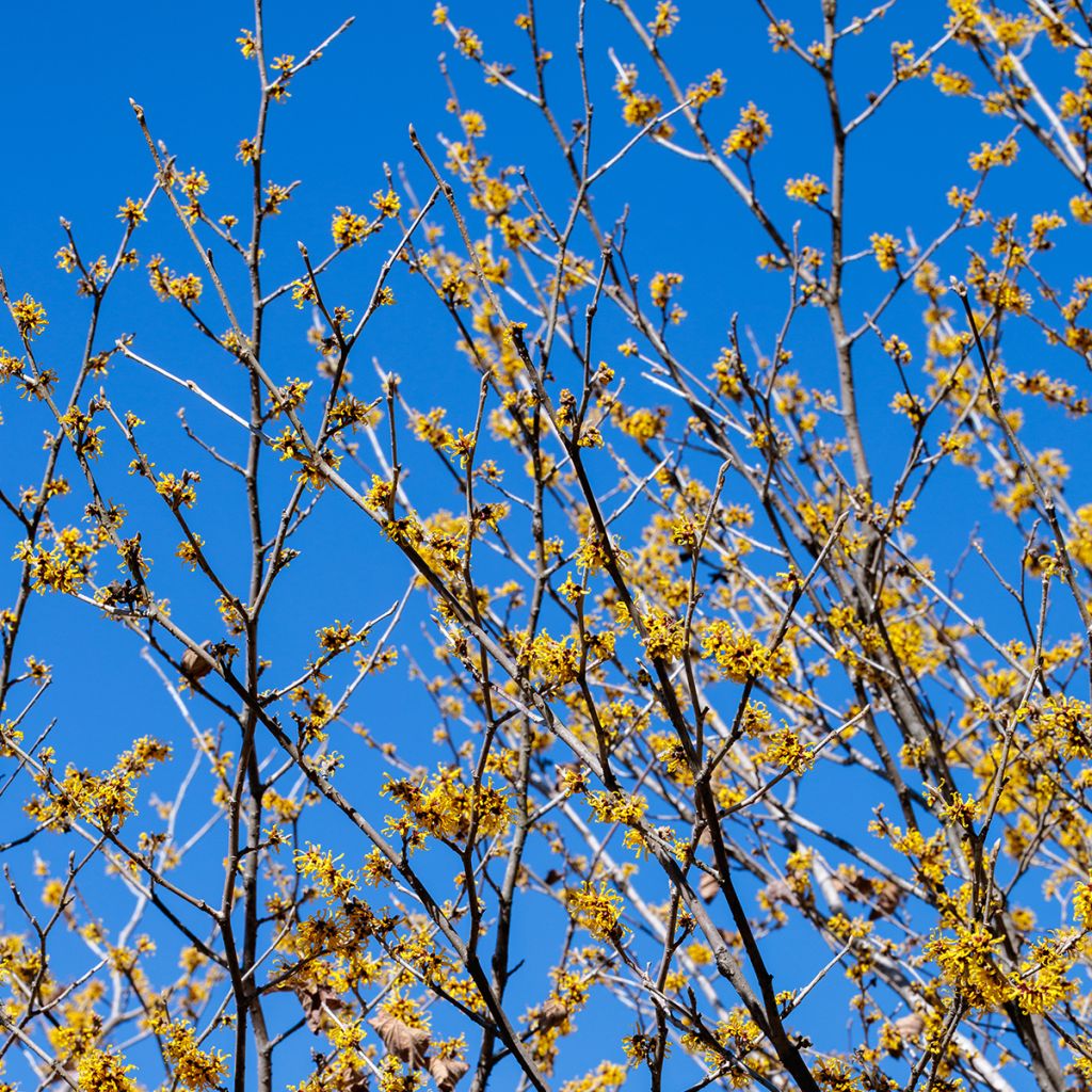 Hamamelis mollis Pallida