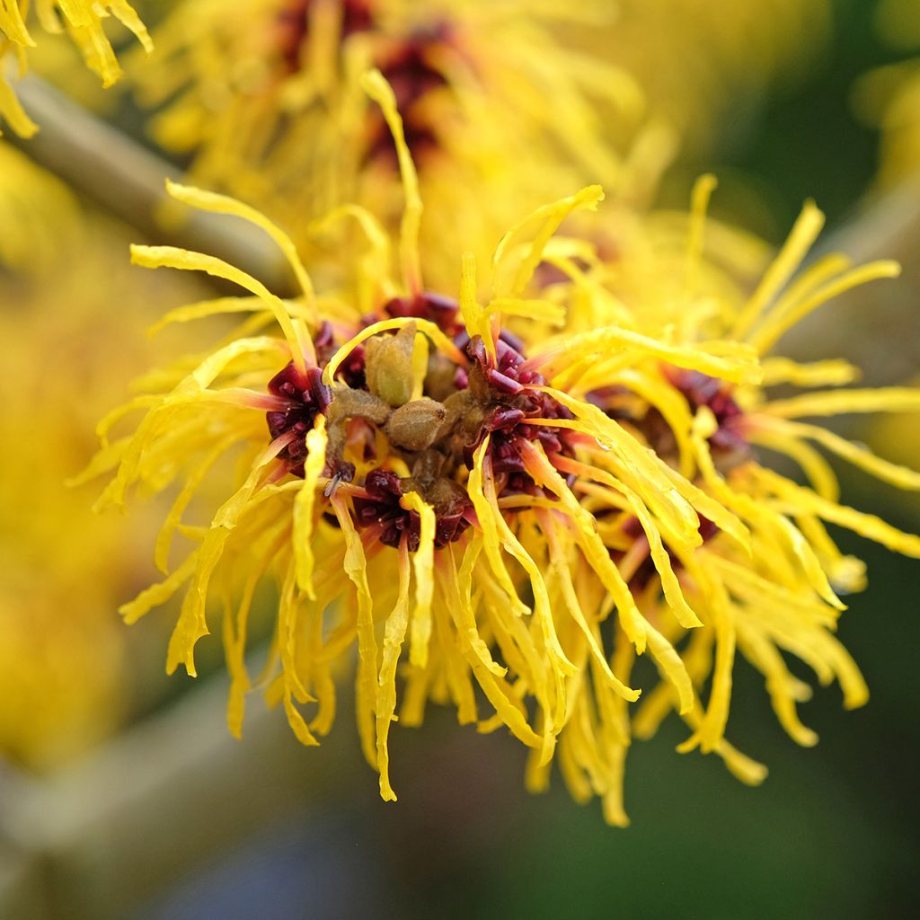 Hamamelis intermedia Barmstedt Gold