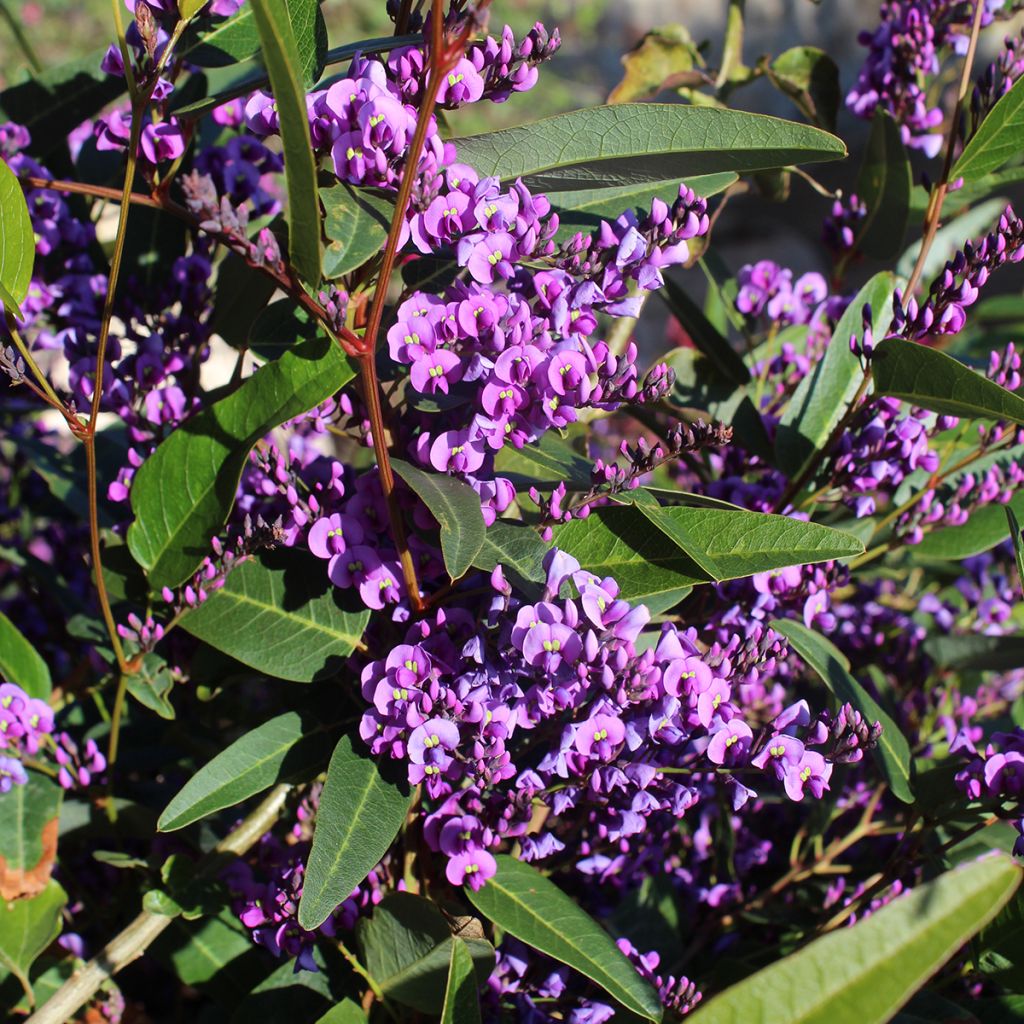 Hardenbergia violacea - Guisante de coral púrpura