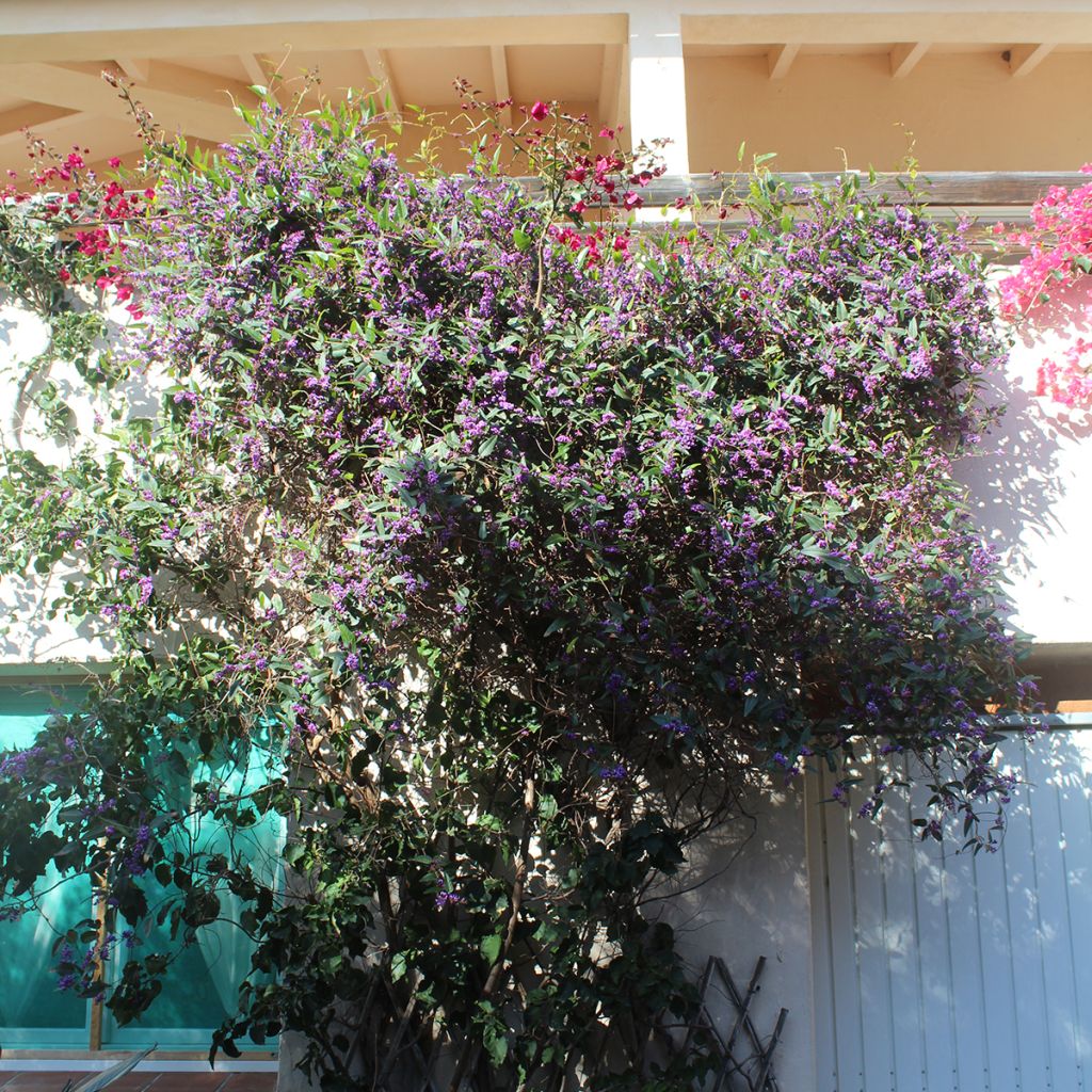 Hardenbergia violacea - Guisante de coral púrpura