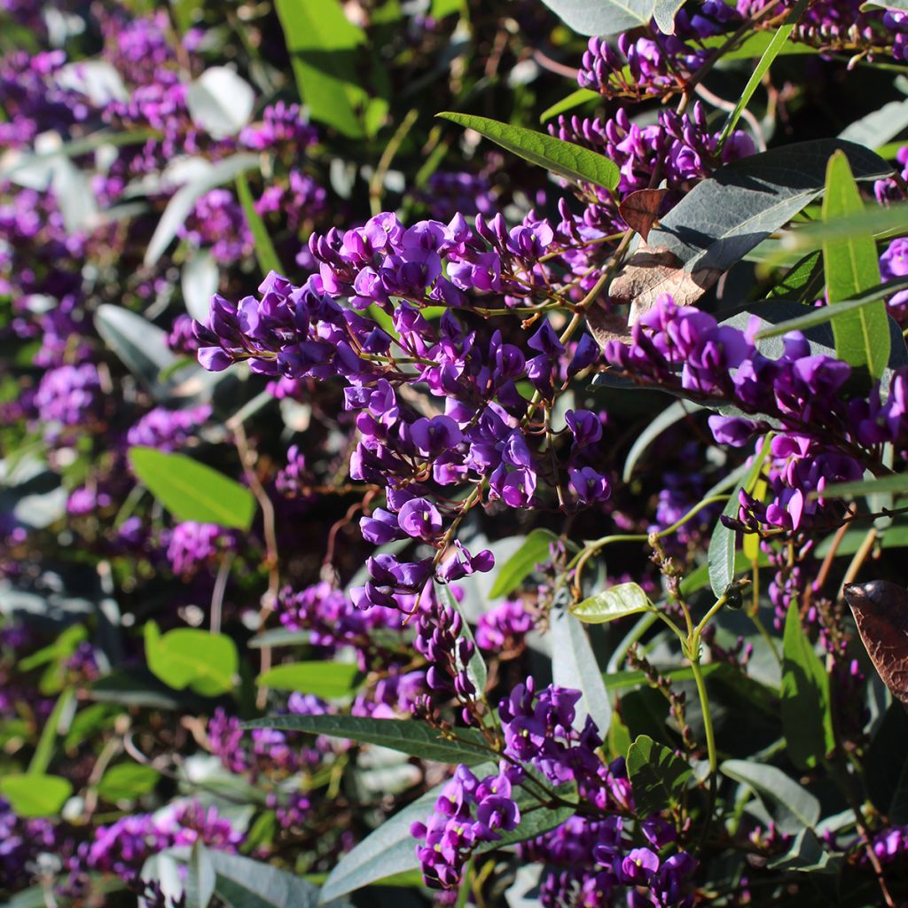 Hardenbergia violacea - Guisante de coral púrpura