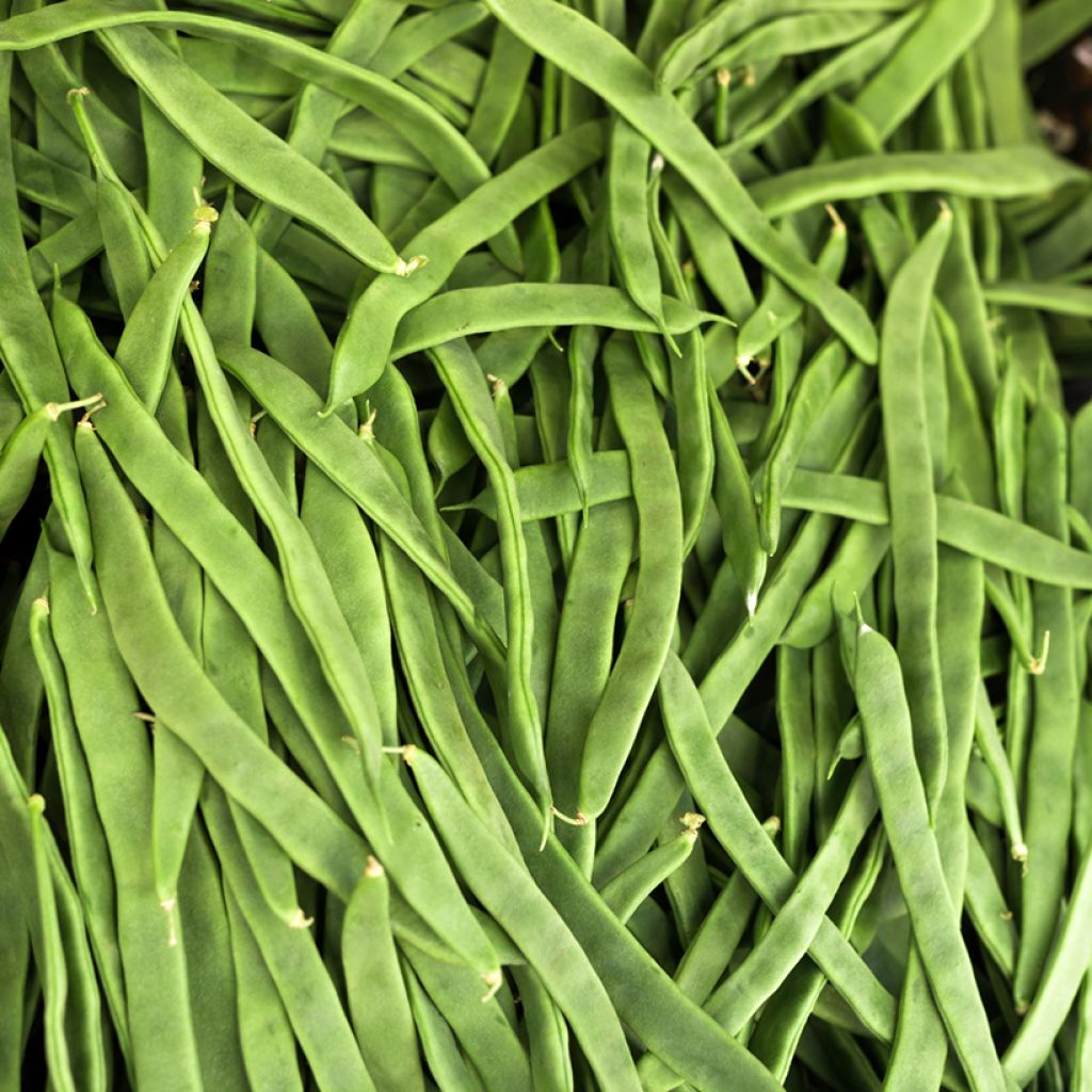 Judía de enrame Princess