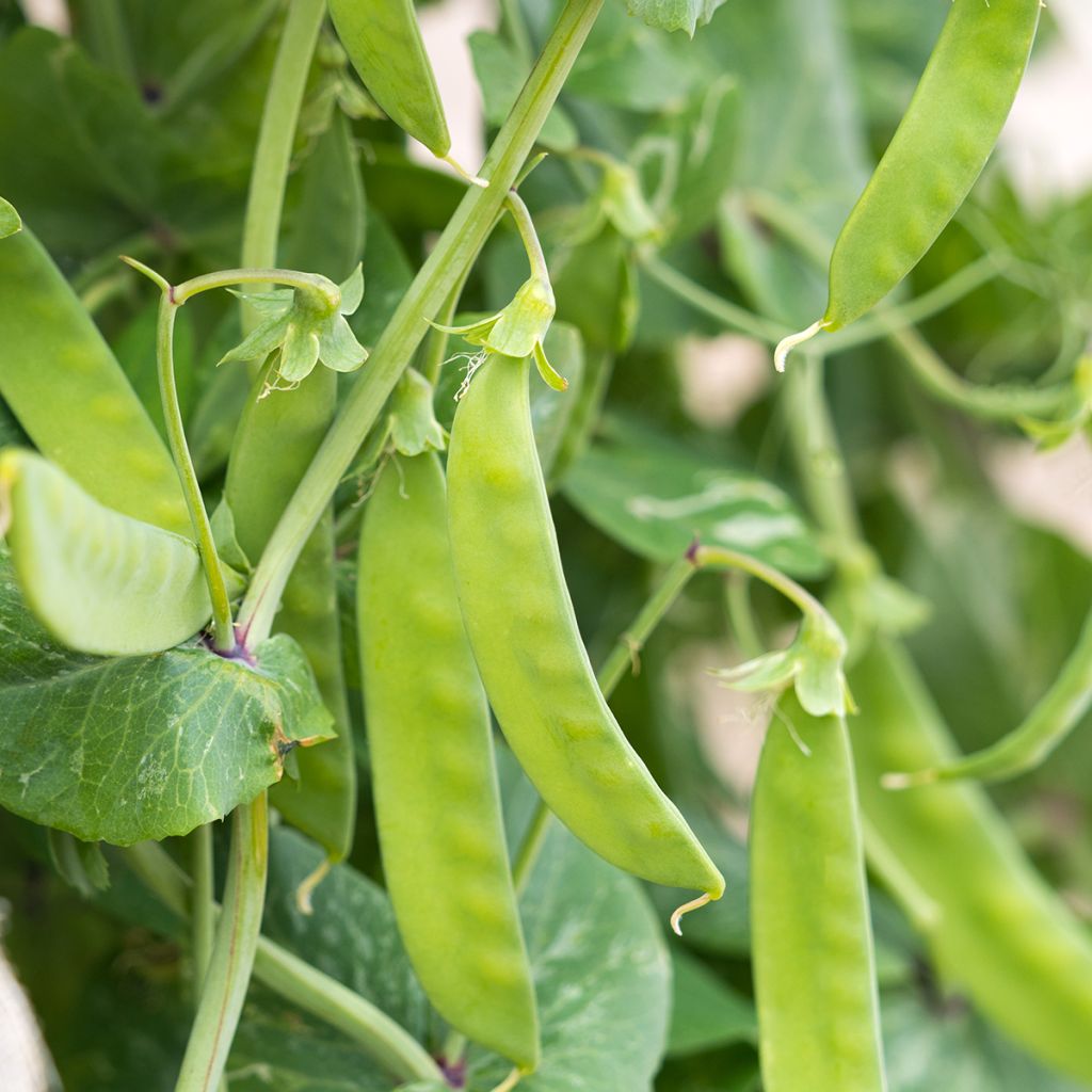 Judía de enrame Algarve