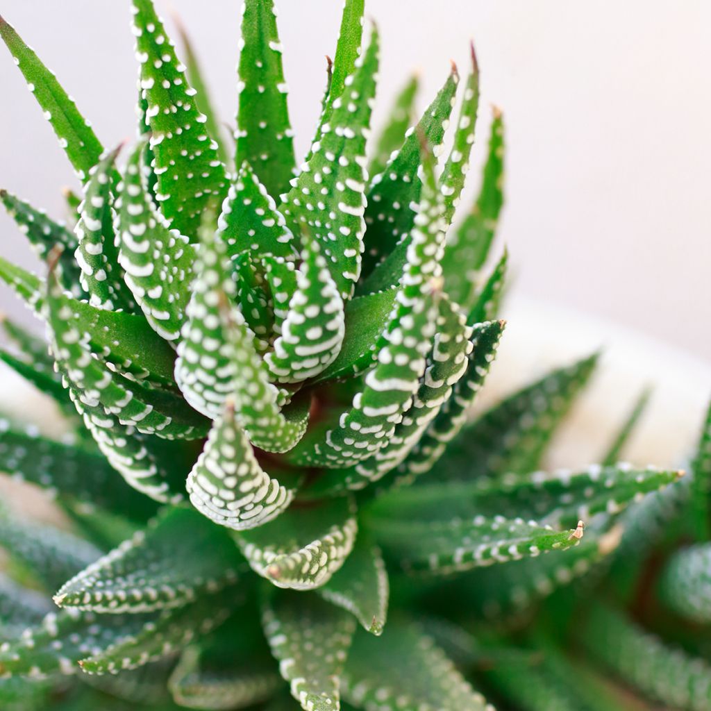 Haworthia fasciata Concolor - Plante zèbre