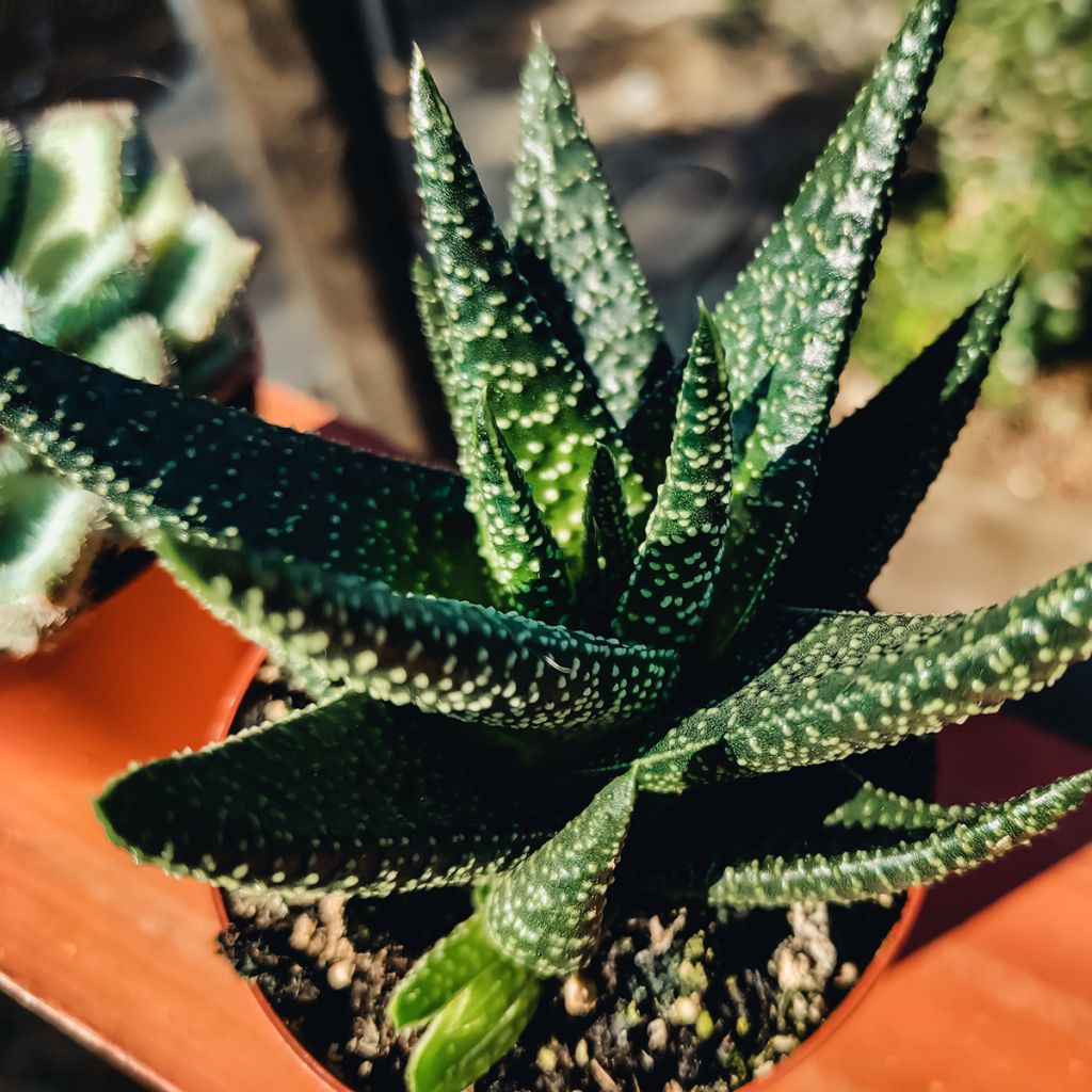 Haworthia fasciata Concolor - Plante zèbre