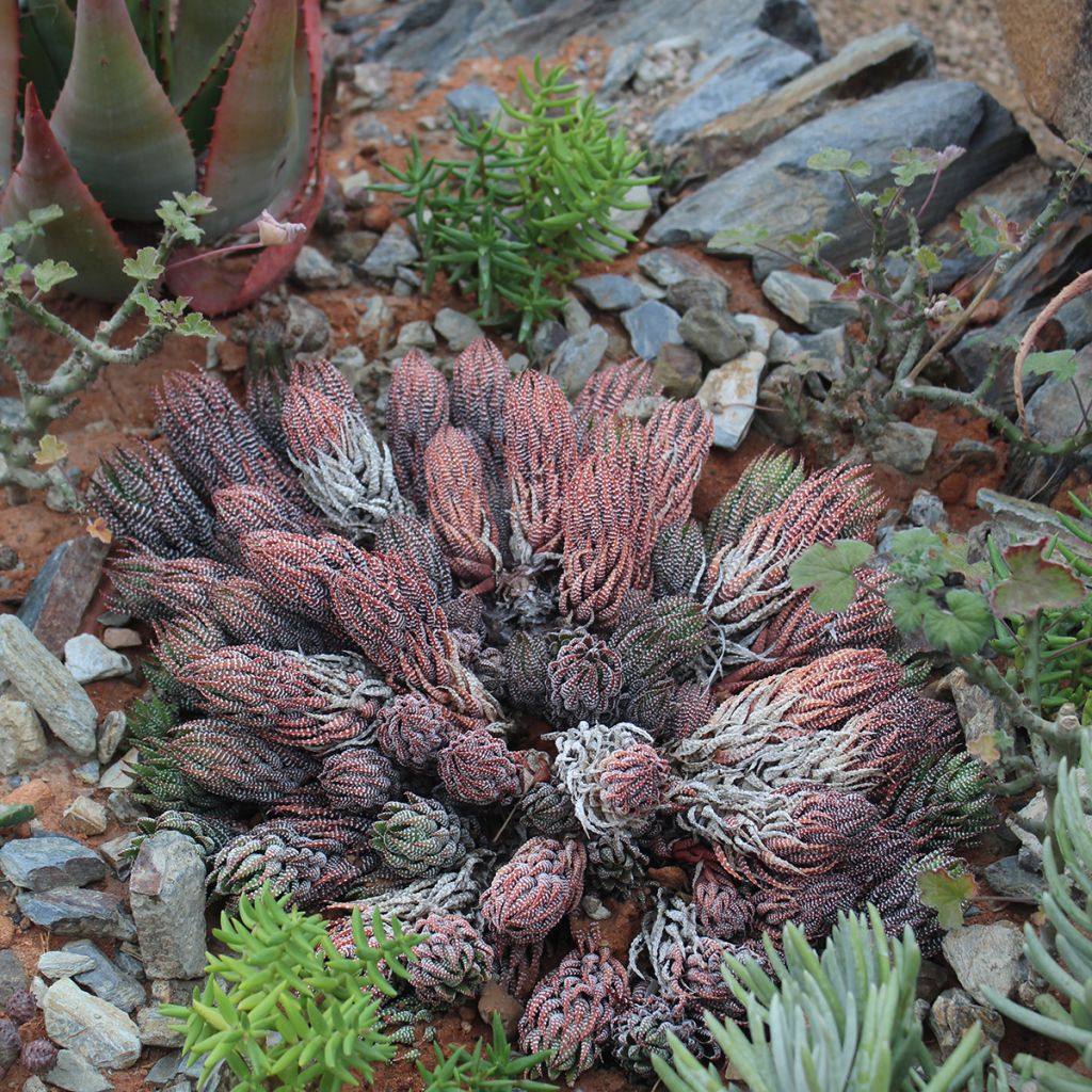 Haworthiopsis reinwardtii