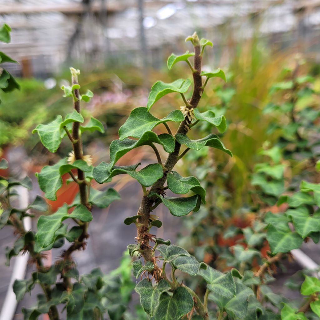 Hedera helix Conglomerata