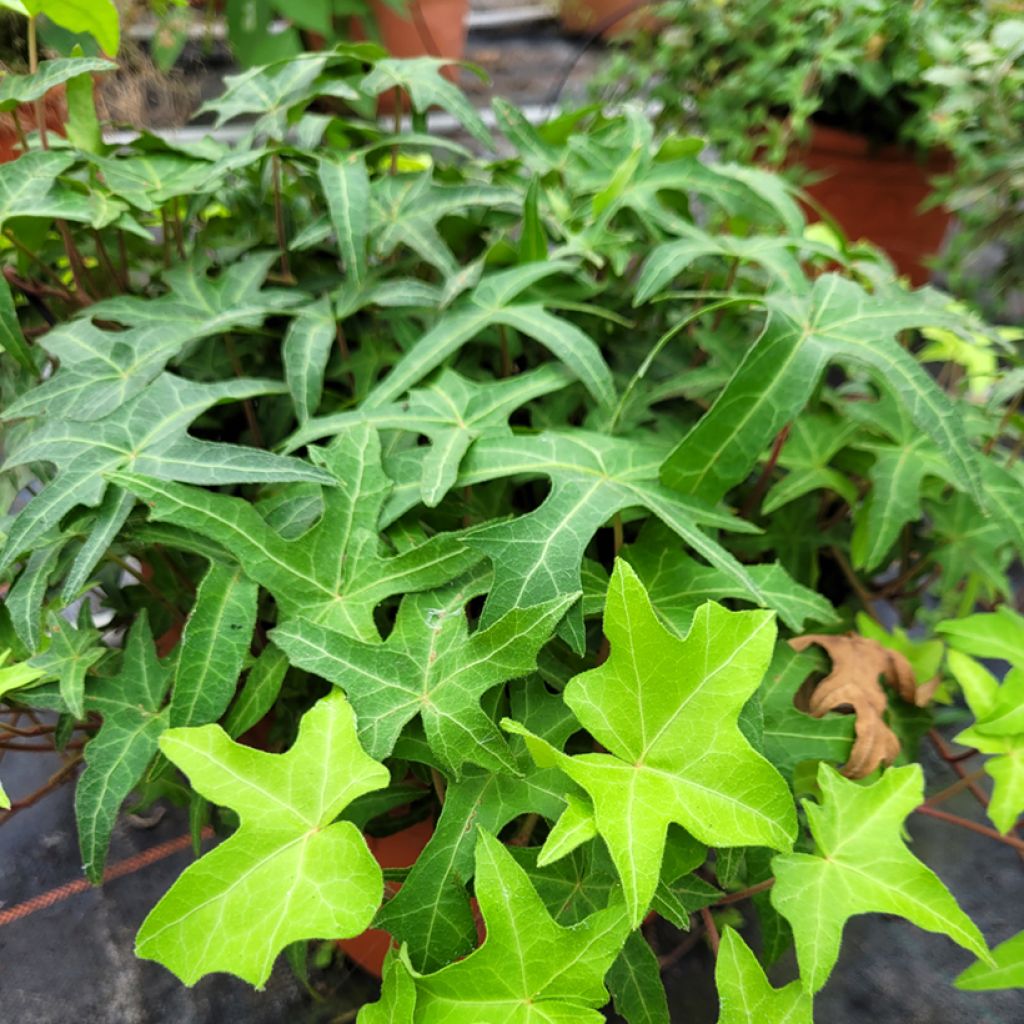 Hedera helix Courage