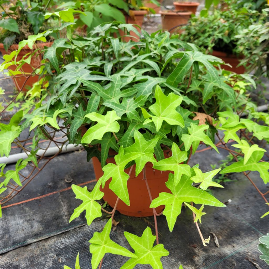 Hedera helix Courage