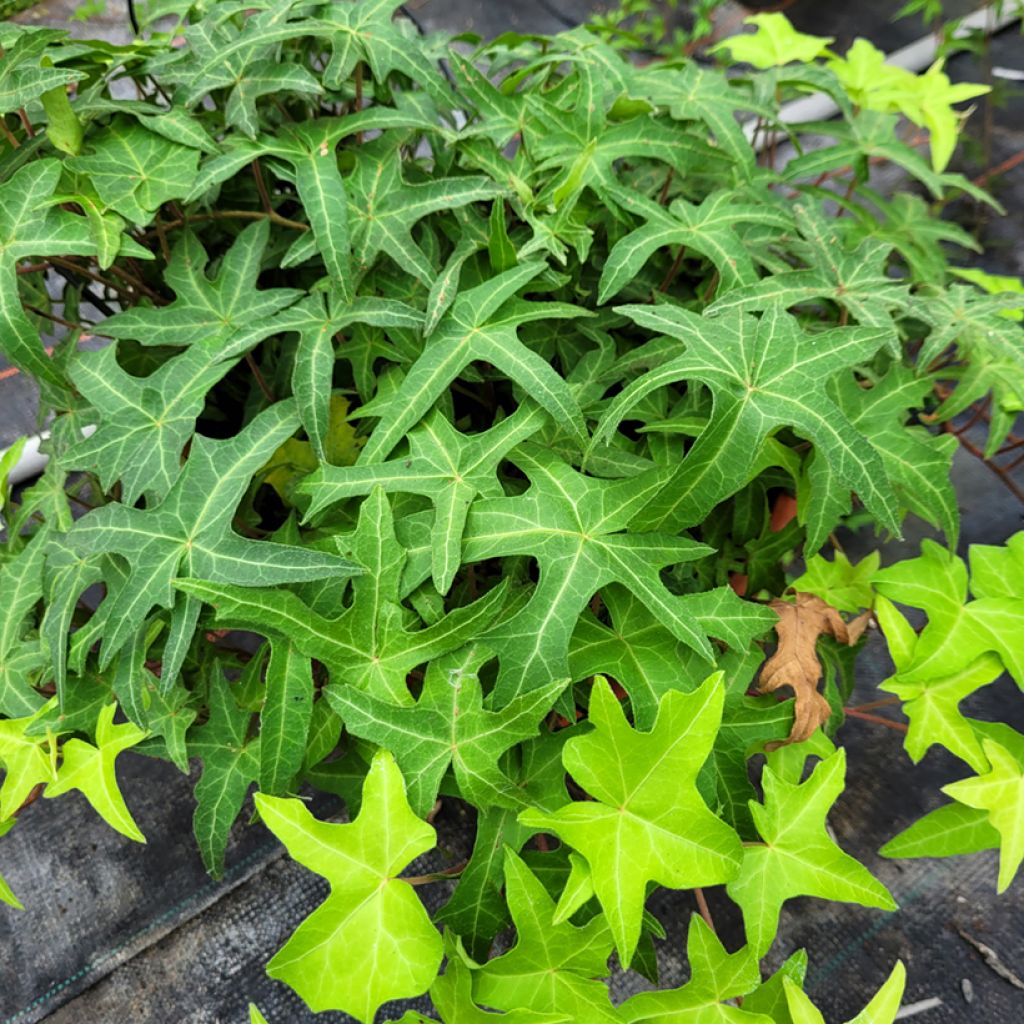 Hedera helix Courage