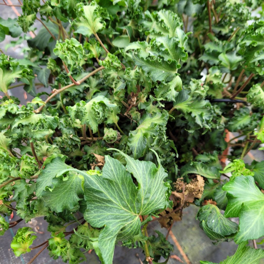 Hedera helix Filigran