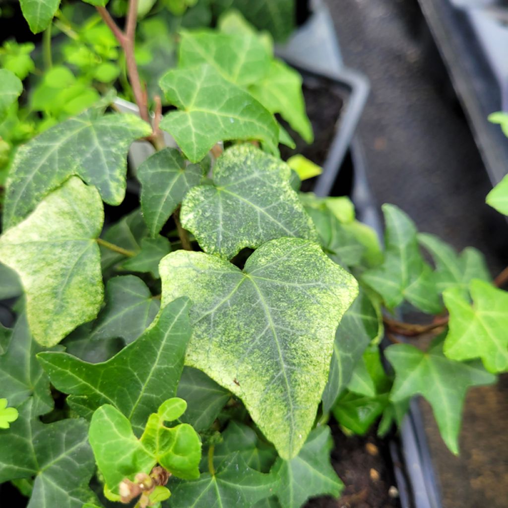 Hedera helix Frosty