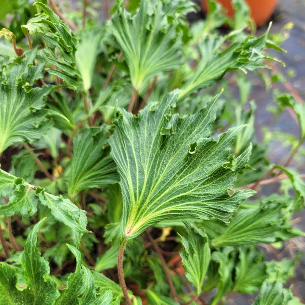 Hedera helix Ivalace Mutation
