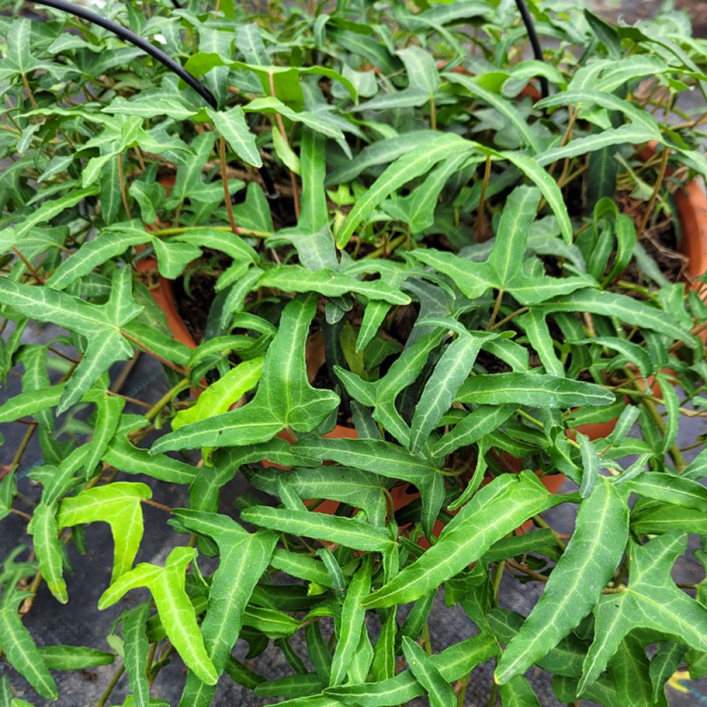 Hedera helix Kappeln