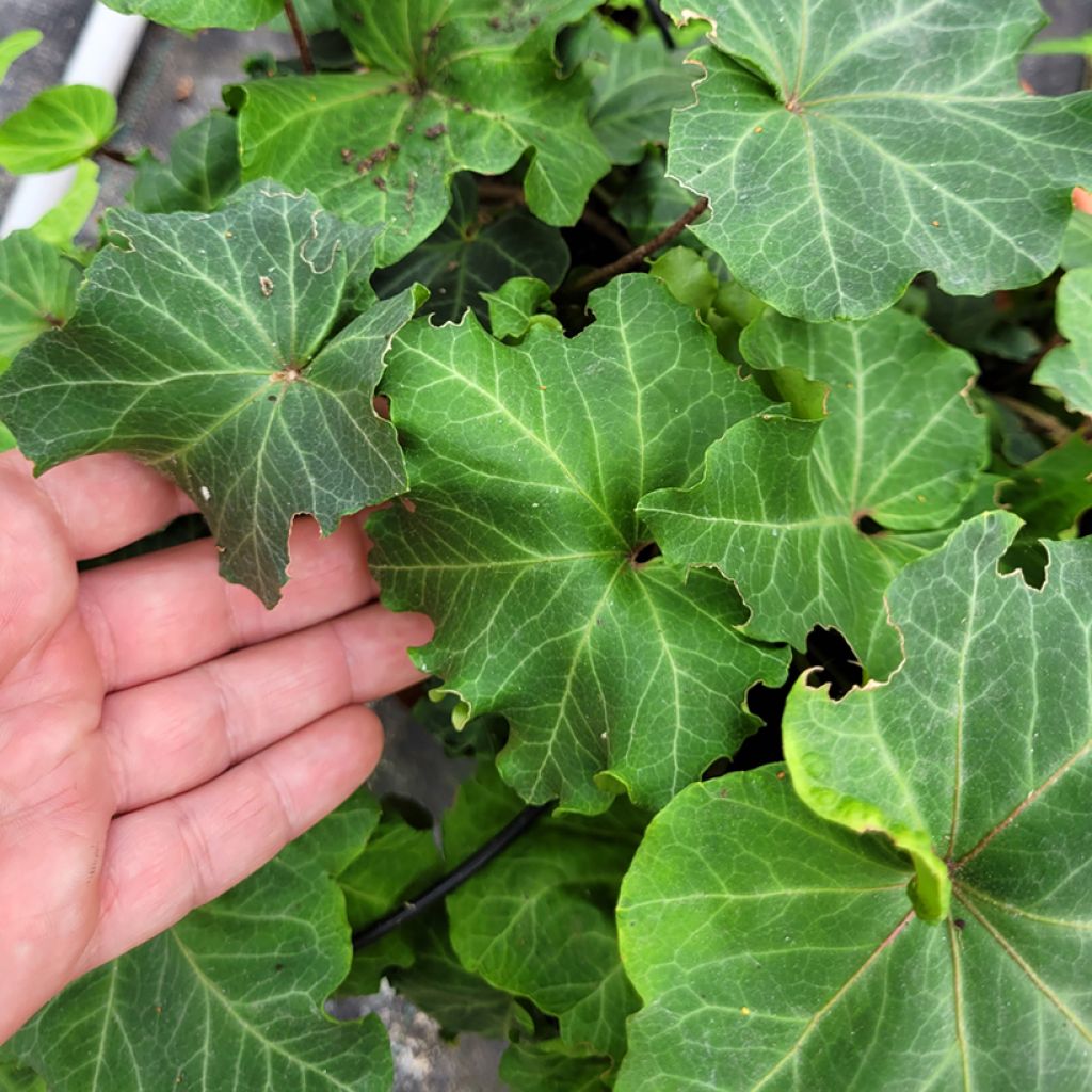 Hedera helix Obelix