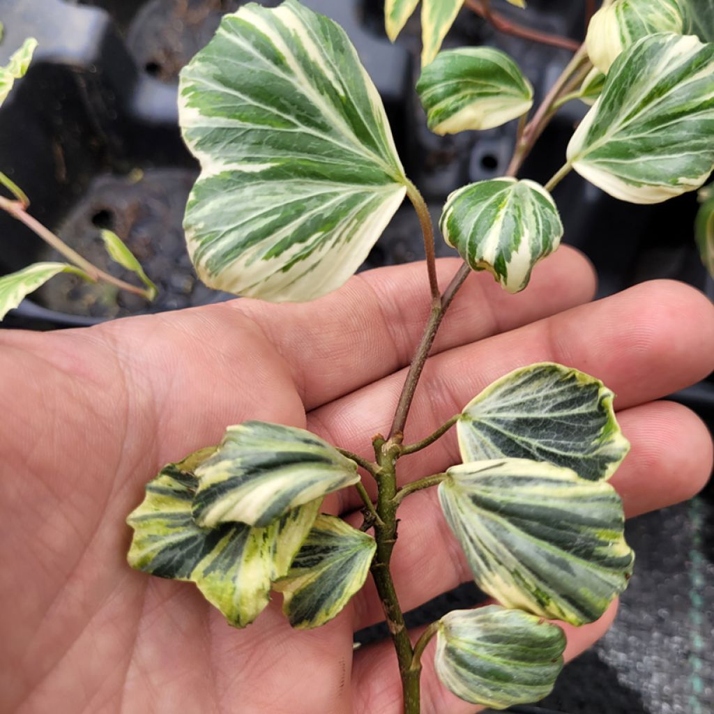 Hedera helix Reef Shell