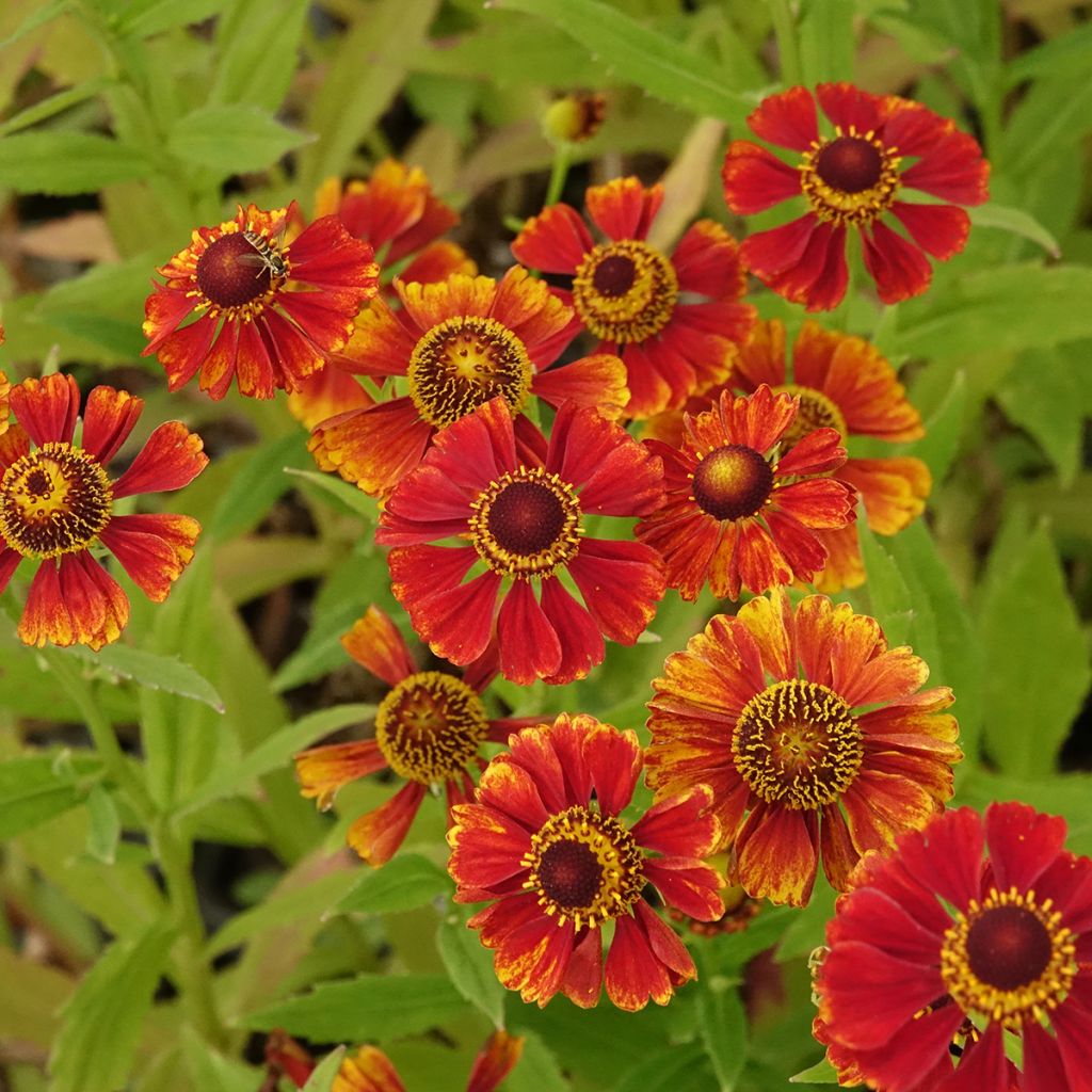 Helenium Flammendes Katchen