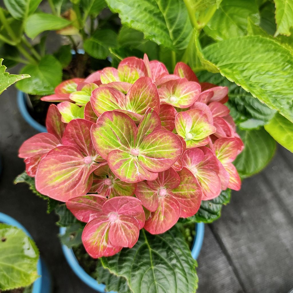 Helenium Ruby Tuesday