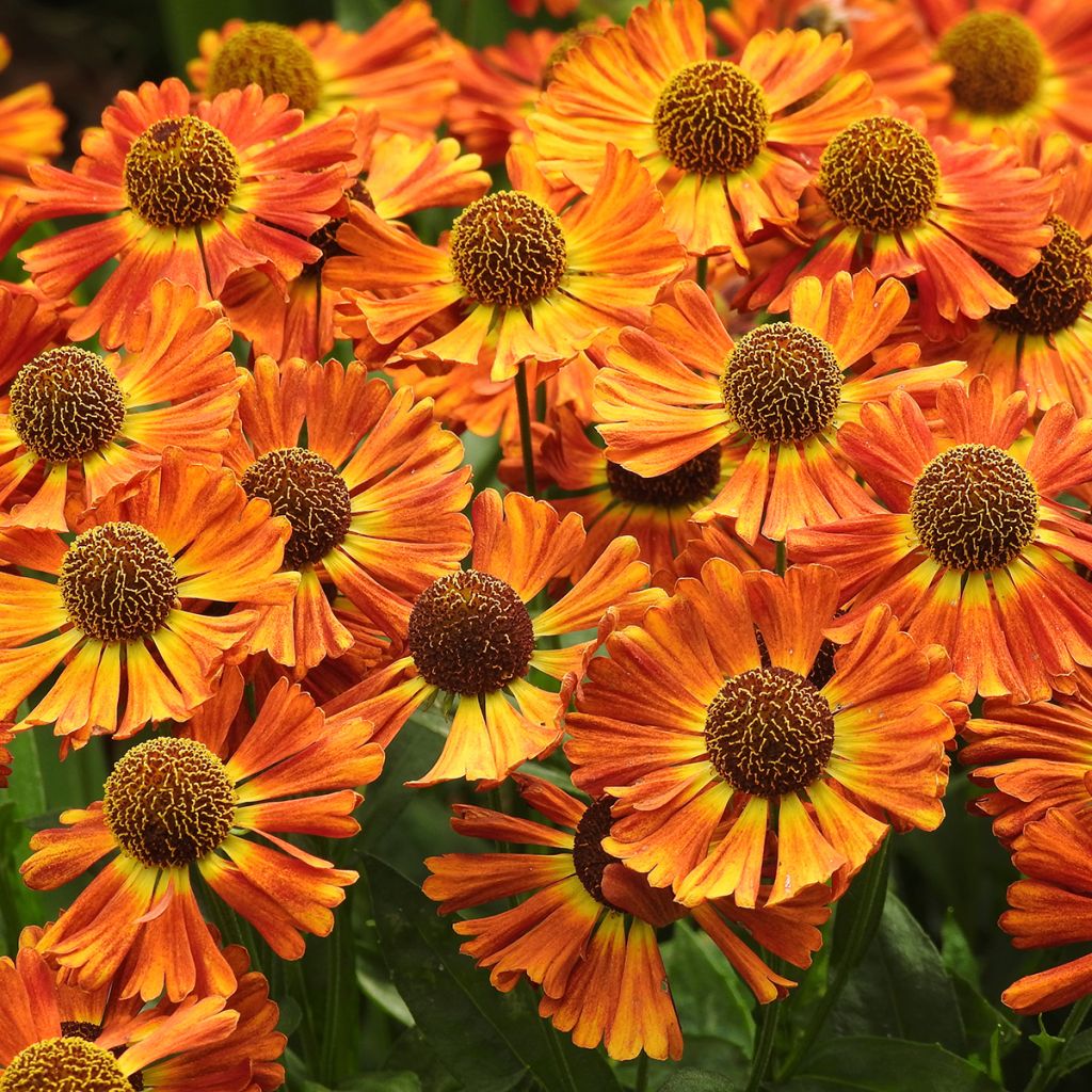 Helenium Short' n'Sassy