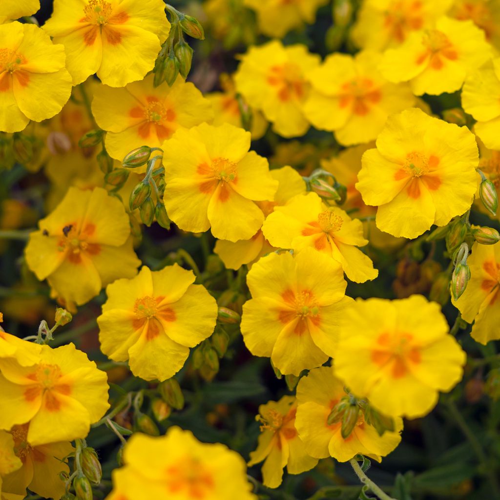 Helianthemum Ben Fhada