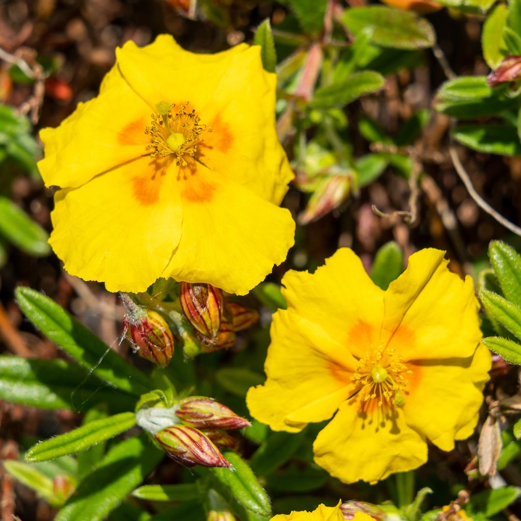 Helianthemum Ben Fhada