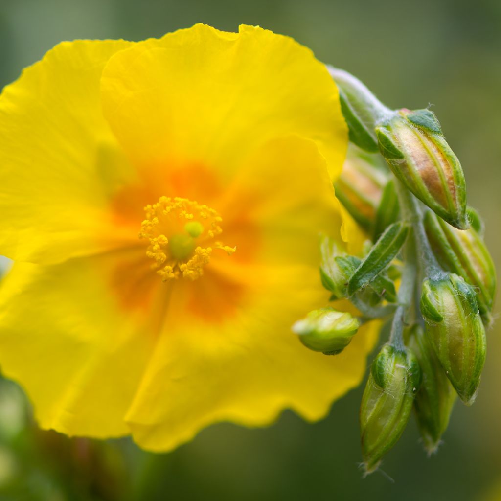 Helianthemum Ben Fhada