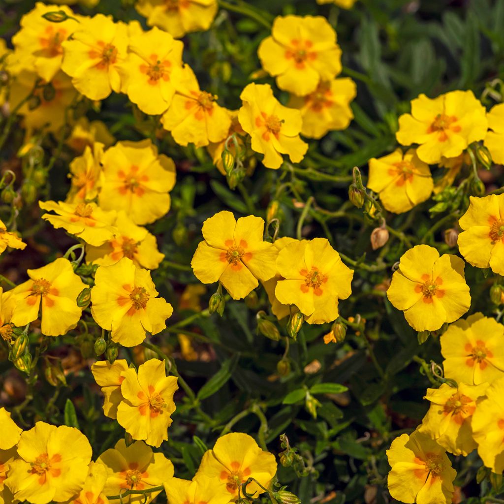 Helianthemum Ben Fhada