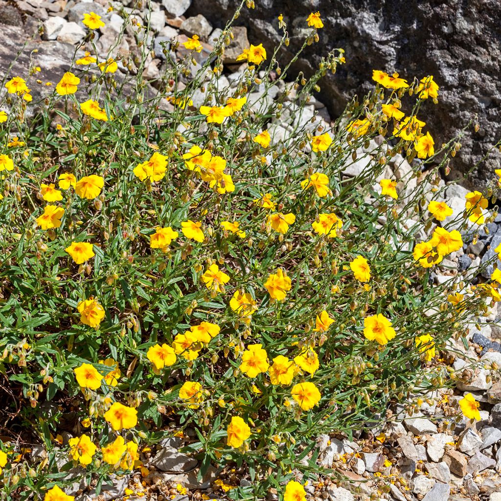 Helianthemum Ben Fhada