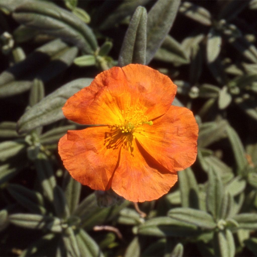 Helianthemum Fire Dragon