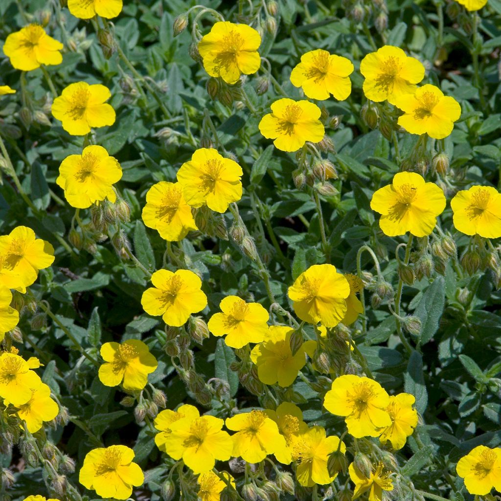Helianthemum nummularium