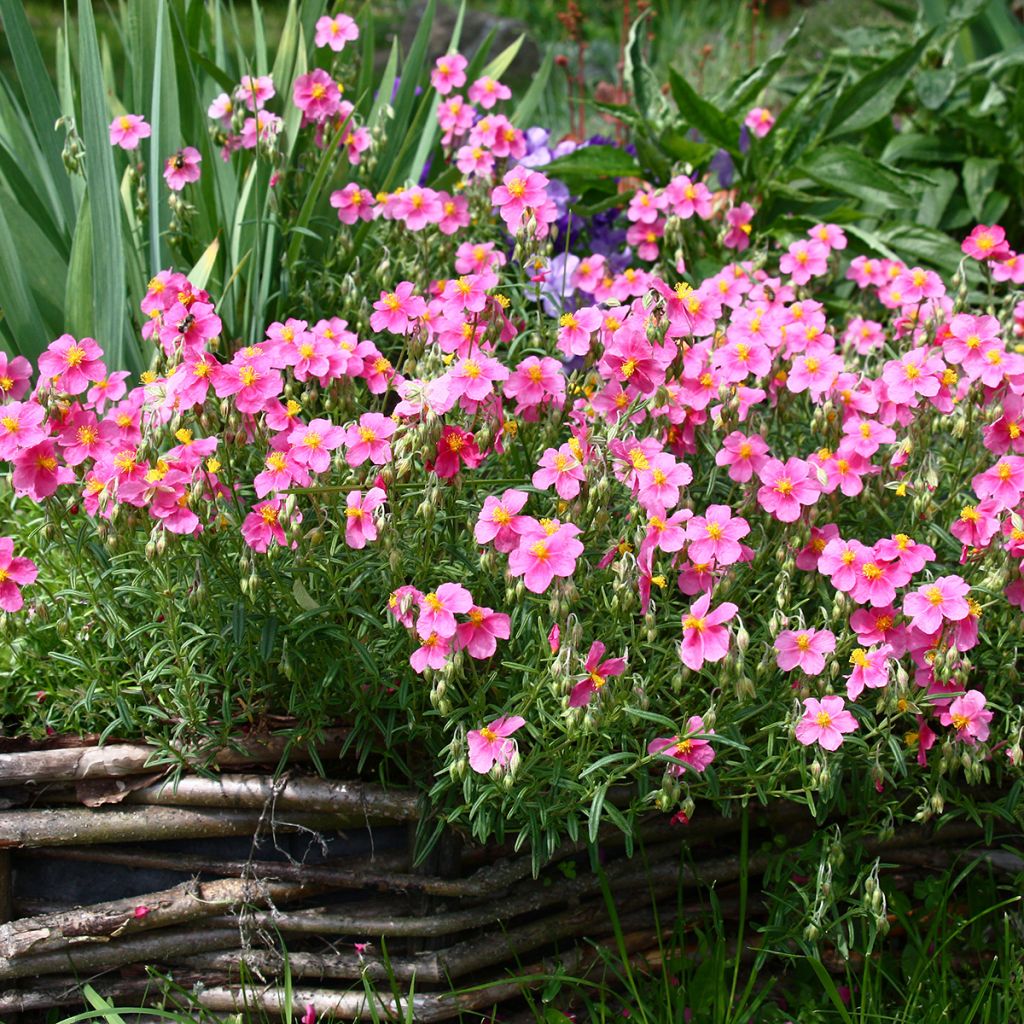 Helianthemum Lawrenson's Pink