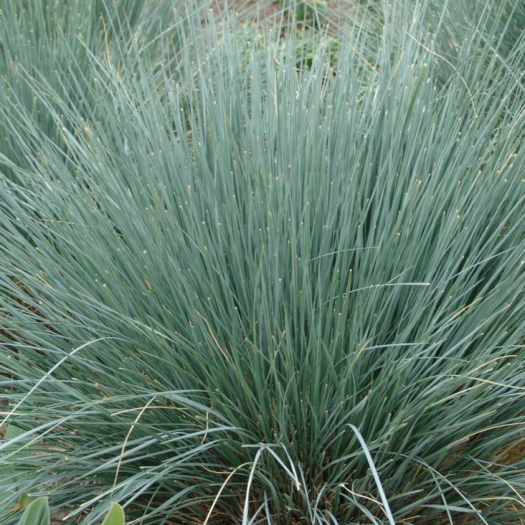 Helictotrichon sempervirens - Avena Azul