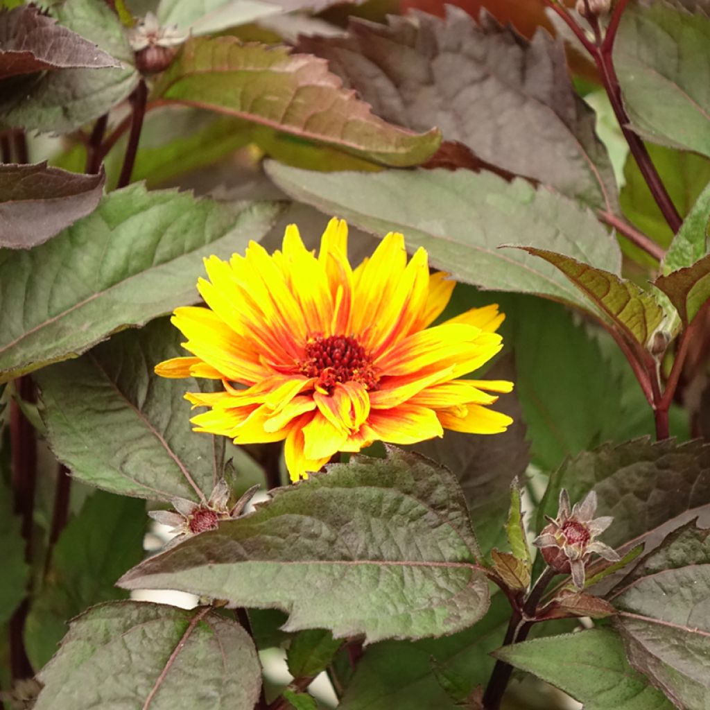 Heliopsis helianthoides var. scabra Funky Spinner