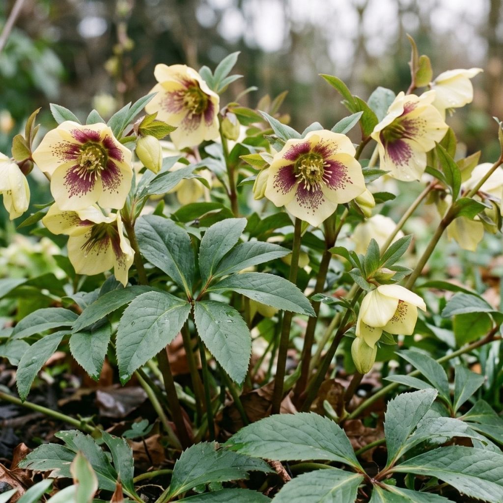 Eléboro oriental ViV Serafina