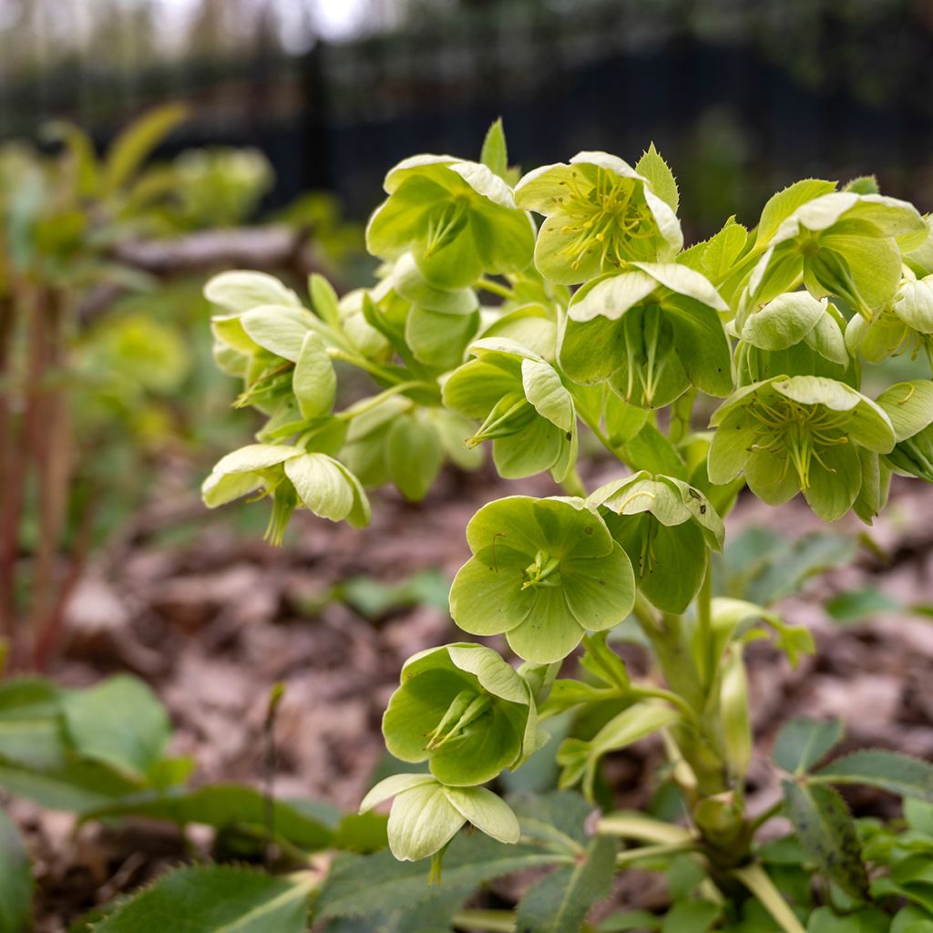 Eléboro de Córcega - Helleborus argutifolius