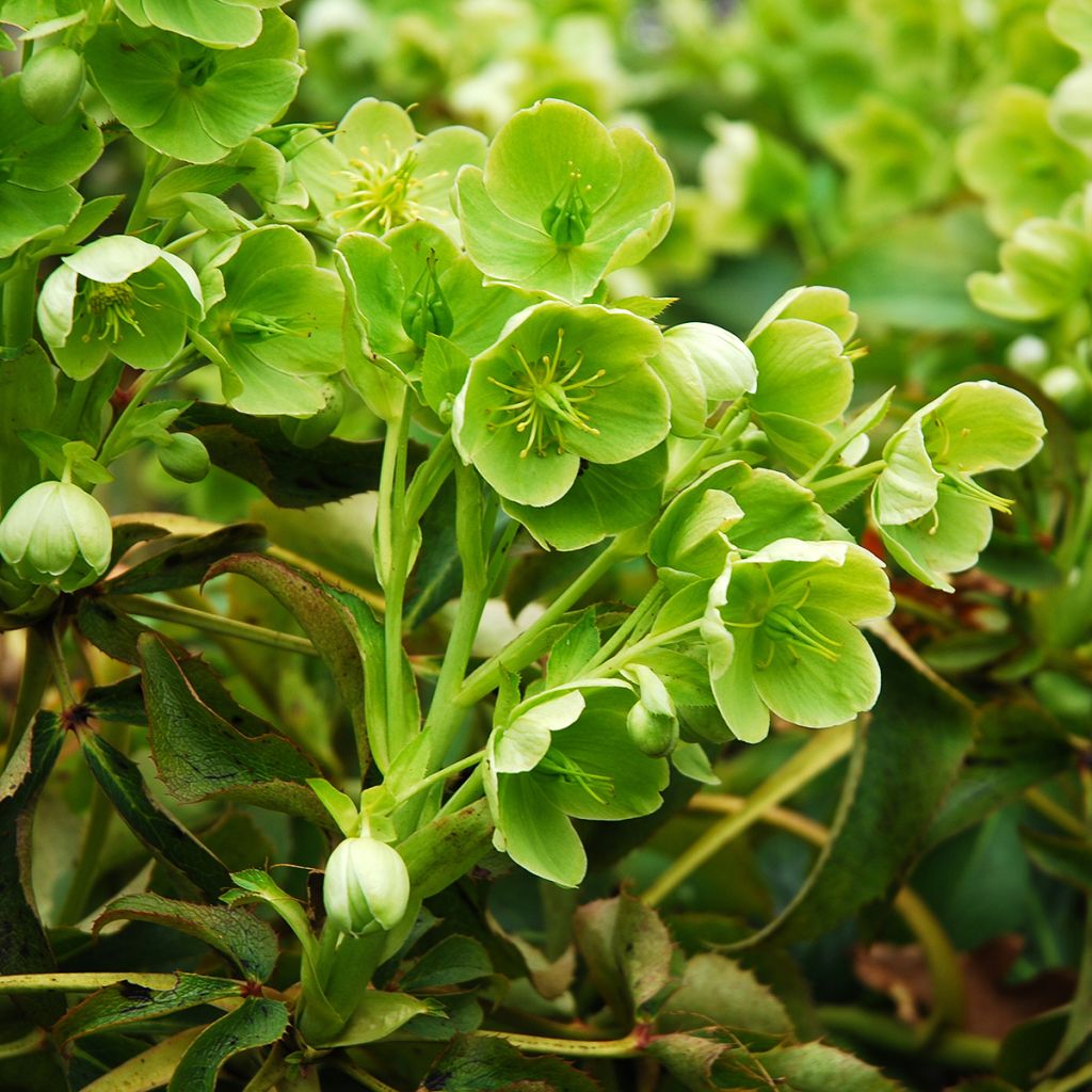 Eléboro de Córcega - Helleborus argutifolius