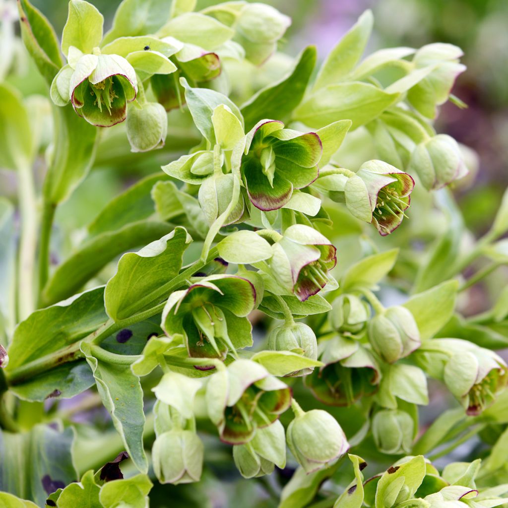 Eléboro fétido - Helleborus foetidus