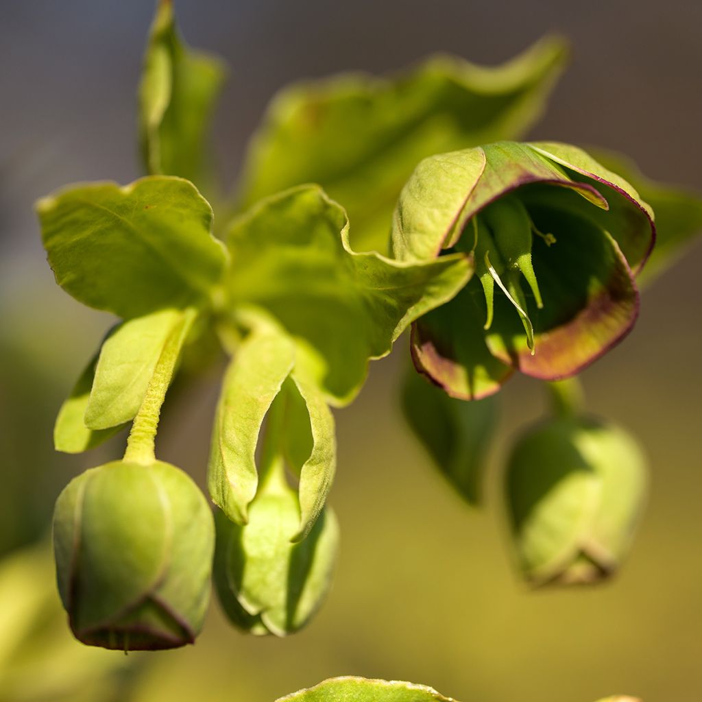 Eléboro fétido - Helleborus foetidus