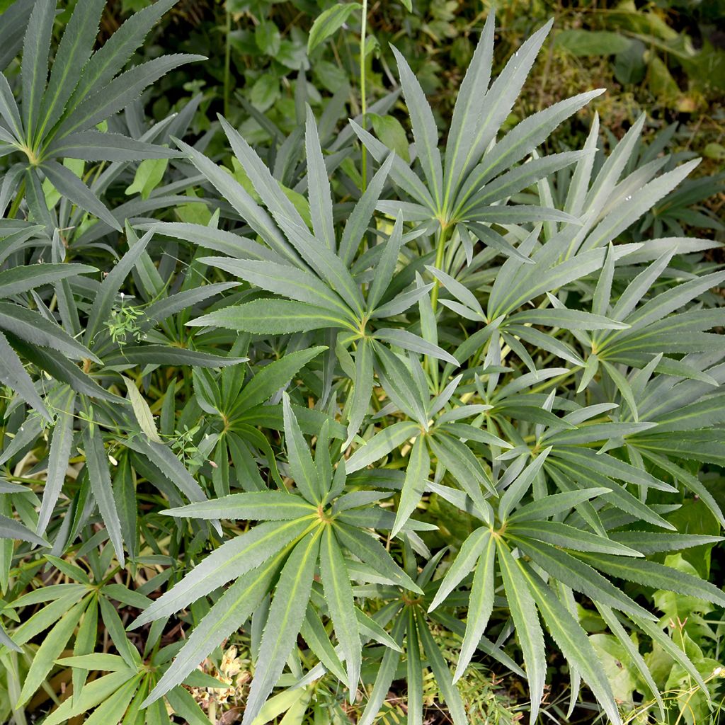 Eléboro fétido - Helleborus foetidus