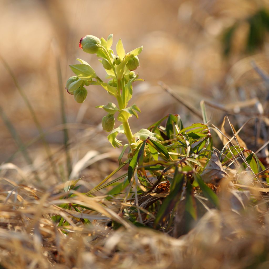 Eléboro fétido - Helleborus foetidus
