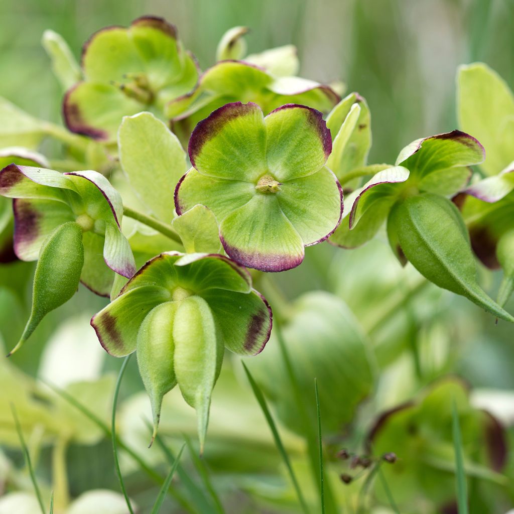 Eléboro fétido - Helleborus foetidus