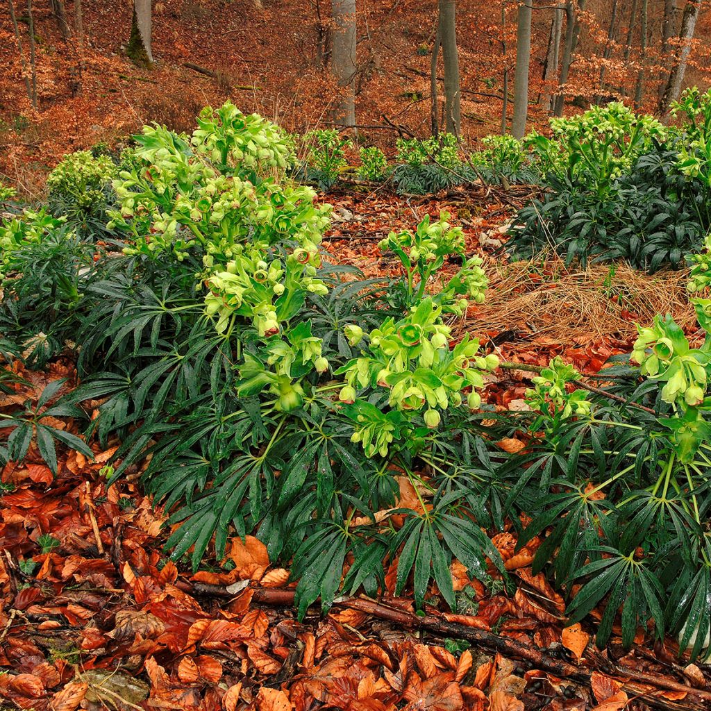 Eléboro fétido - Helleborus foetidus