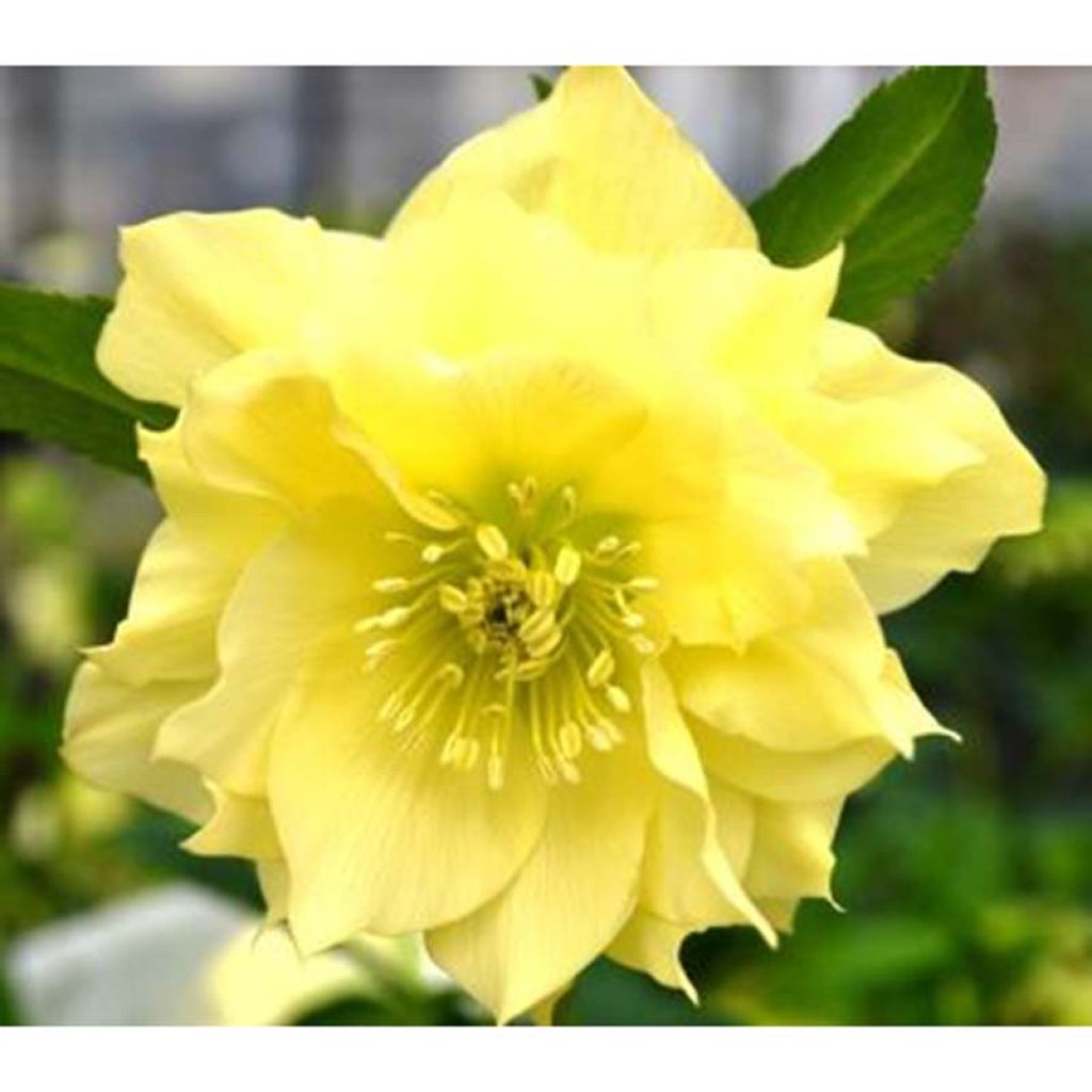 Eléboro oriental Double Amarillo