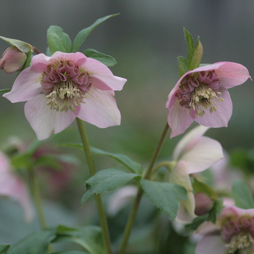 Hellebore orientale Anémone rose