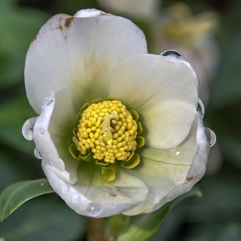 Eléboro oriental White