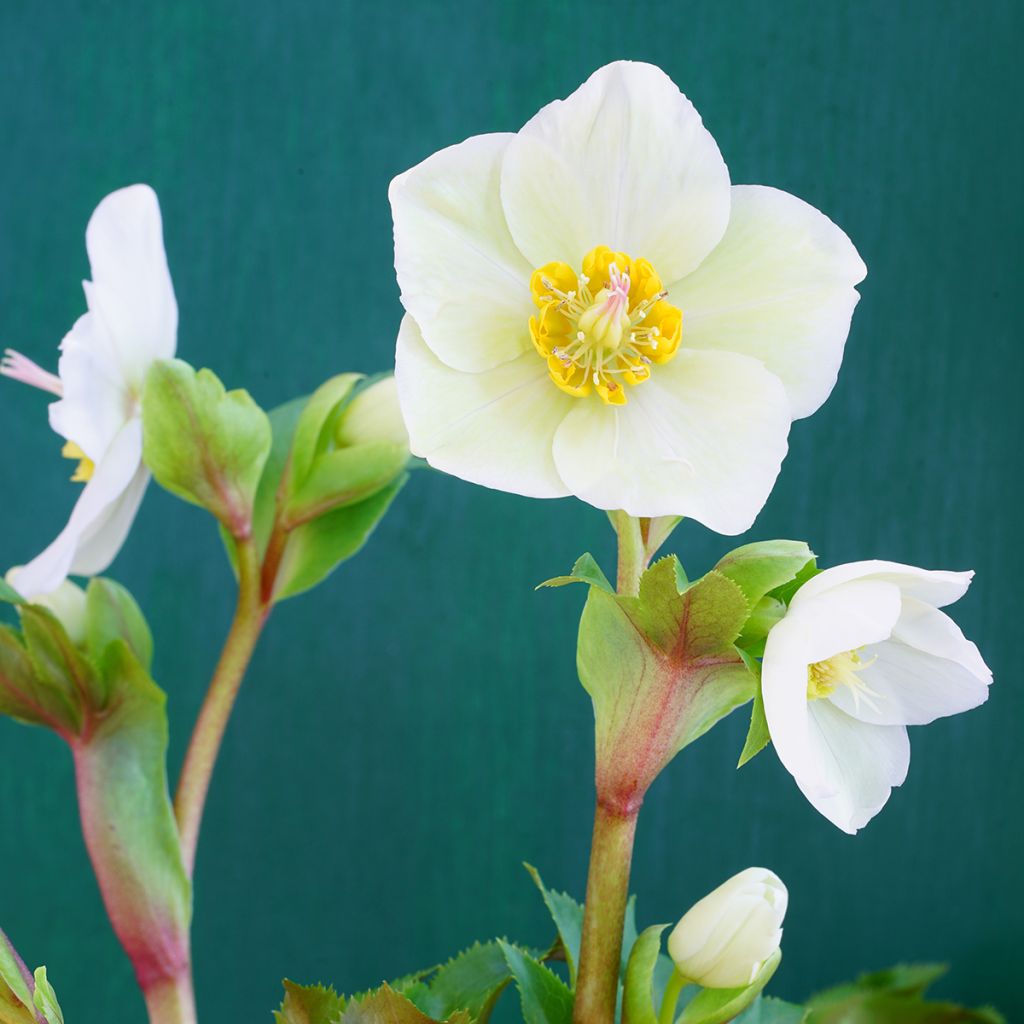 Eléboro oriental White